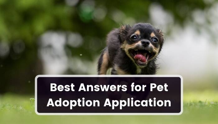 Best Answers for Pet Adoption Application