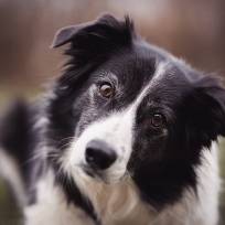 Border Collie​ Breed
