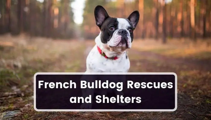 French Bulldog Rescues and Shelters