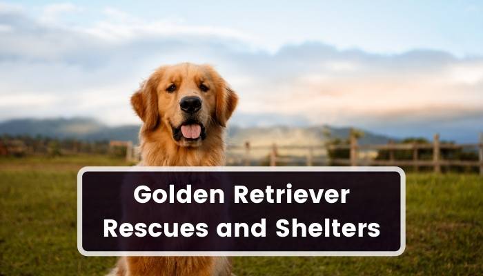 Golden Retriever Rescues and Shelters