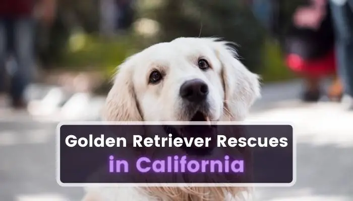 Golden Retriever Rescues in California CA