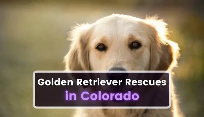 Golden Retriever Rescues in Colorado CO
