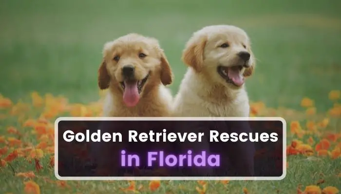 Golden Retriever Rescues in Florida FL