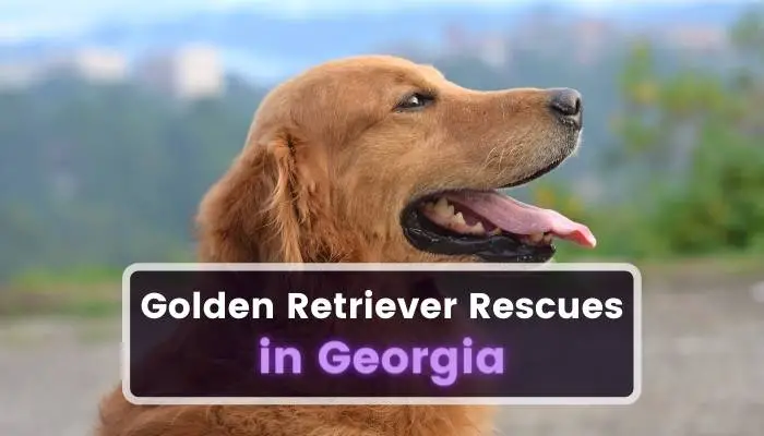 Golden Retriever Rescues in Georgia GA