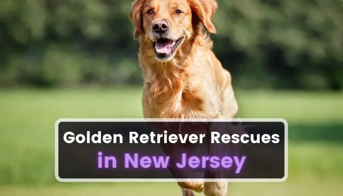 Golden Retriever Rescues in New Jersey NJ