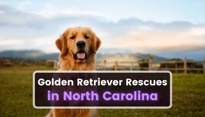 Golden Retriever Rescues in North Carolina NC