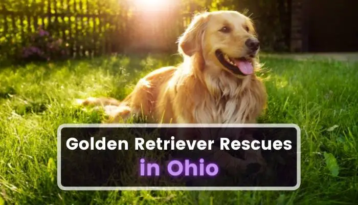 Golden Retriever Rescues in Ohio OH