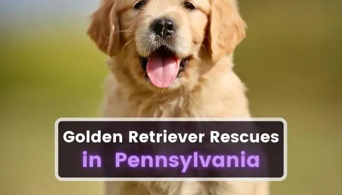 Golden Retriever Rescues in Pennsylvania PA