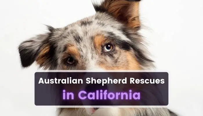 Australian Shepherd Rescues in California CA