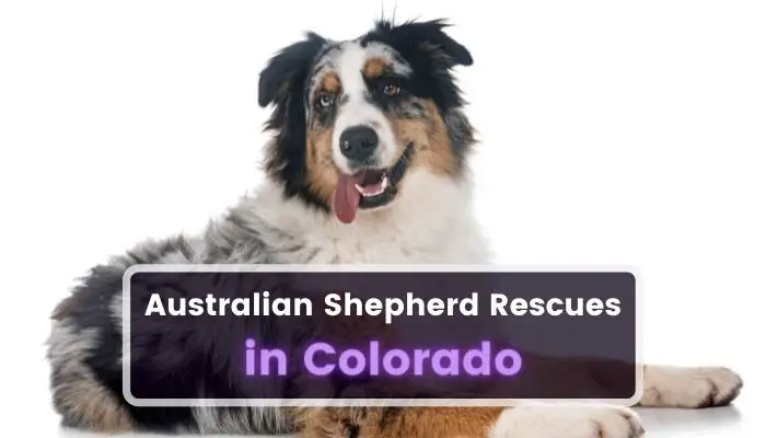 Australian Shepherd Rescues in Colorado CO