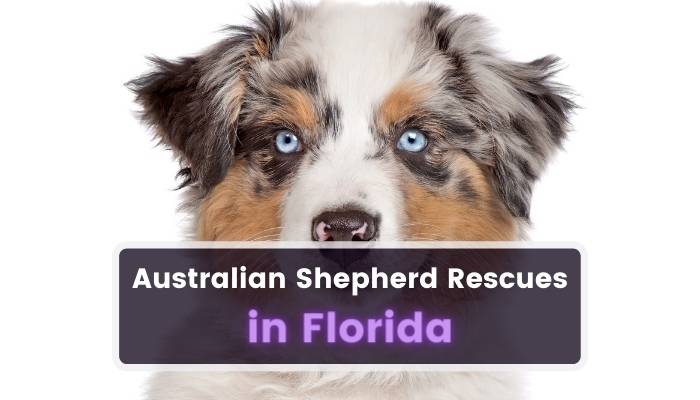 Australian Shepherd Rescues in Florida FL