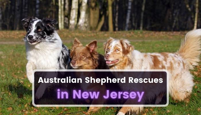 Australian Shepherd Rescues in New Jersey NJ
