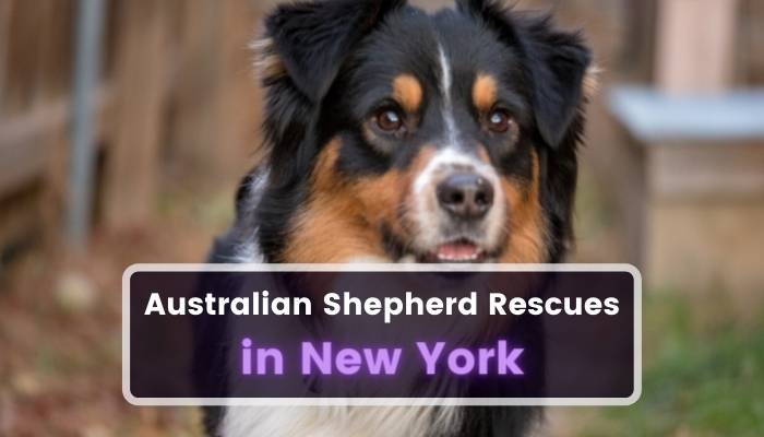 Australian Shepherd Rescues in New York NY