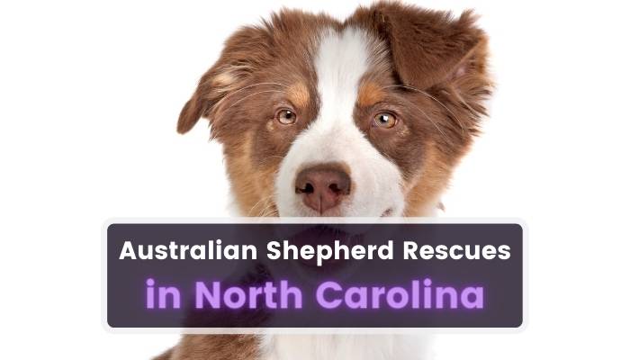 Australian Shepherd Rescues in North Carolina NC