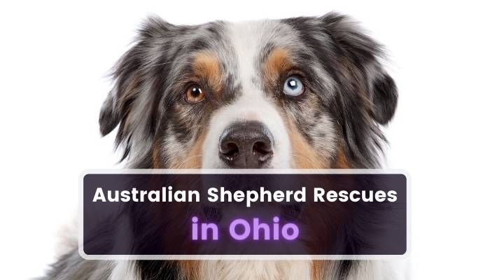 Australian Shepherd Rescues in Ohio OH