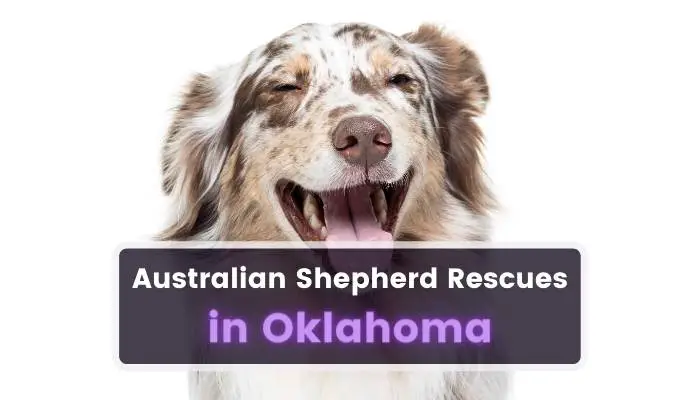 Australian Shepherd Rescues in Oklahoma OK