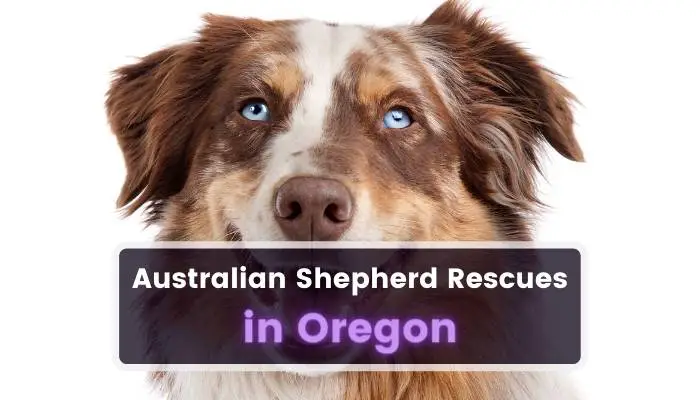 Australian Shepherd Rescues in Oregon OR
