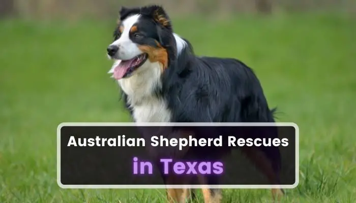 Australian Shepherd Rescues in Texas TX