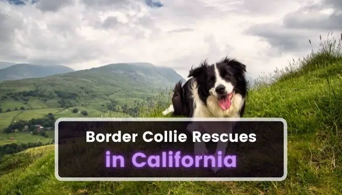 Border Collie Rescues in California CA