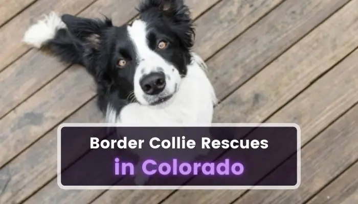Border Collie Rescues in Colorado CO