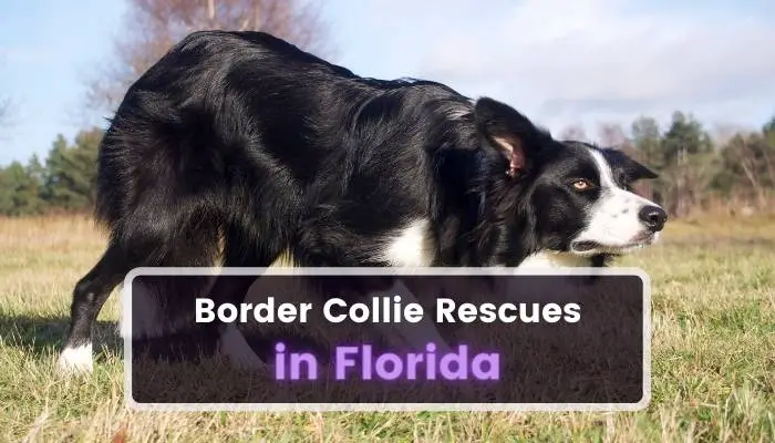 Border Collie Rescues in Florida FL