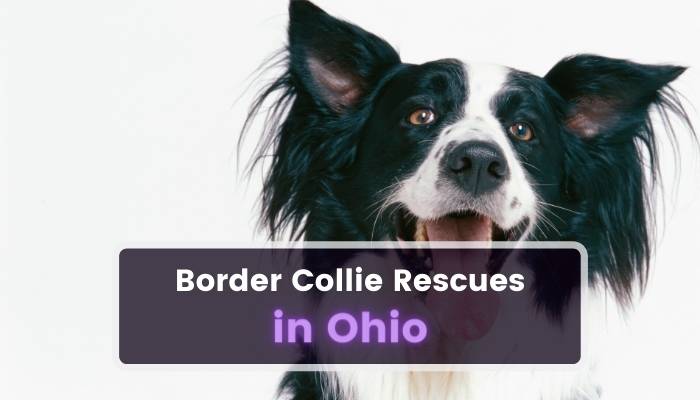 Border Collie Rescues in Ohio OH