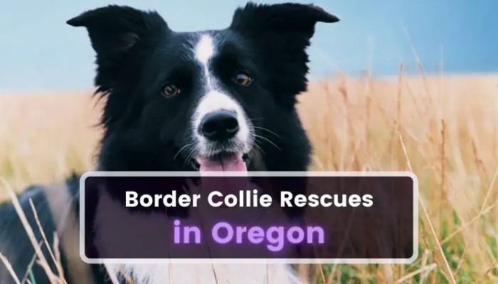 Border Collie Rescues in Oregon OR