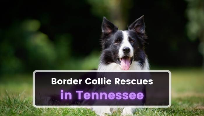 Border Collie Rescues in Tennessee