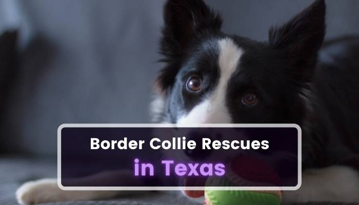 Border Collie Rescues in Texas TX