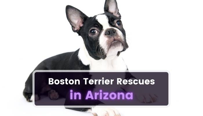 Boston Terrier Rescues in Arizona AZ
