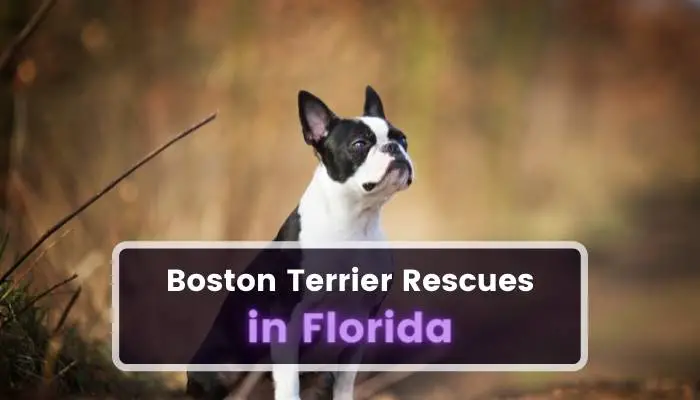 Boston Terrier Rescues in Florida FL