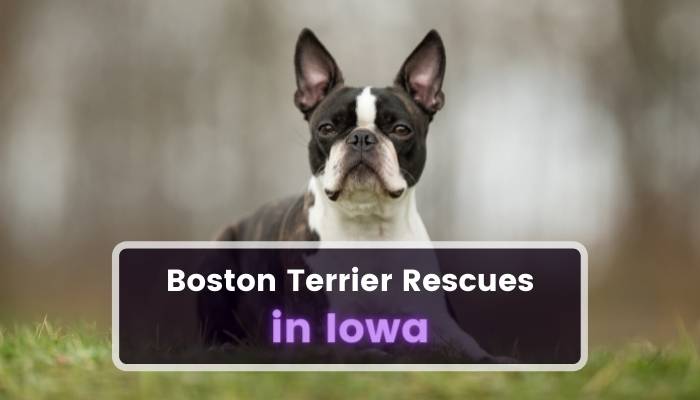 Boston Terrier Rescues in Iowa IA