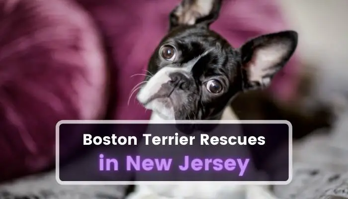 Boston Terrier Rescues in New Jersey NJ