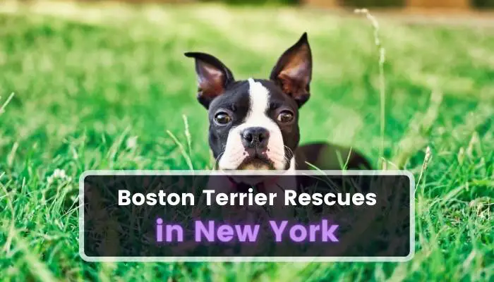 Boston Terrier Rescues in New York NY