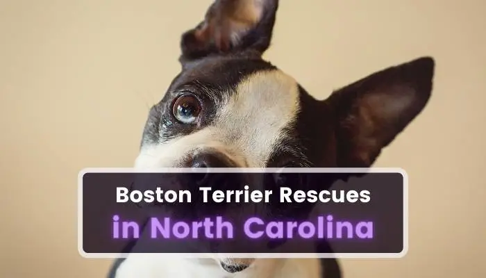 Boston Terrier Rescues in North Carolina NC
