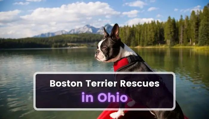Boston Terrier Rescues in Ohio OH