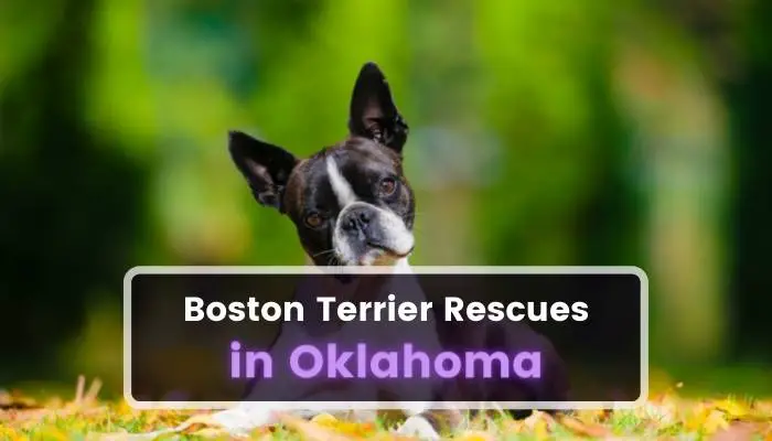Boston Terrier Rescues in Oklahoma OK
