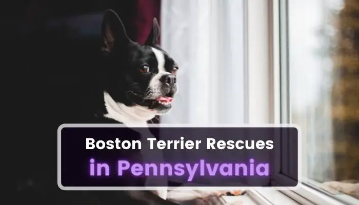 Boston Terrier Rescues in Pennsylvania PA