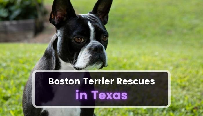 Boston Terrier Rescues in Texas TX