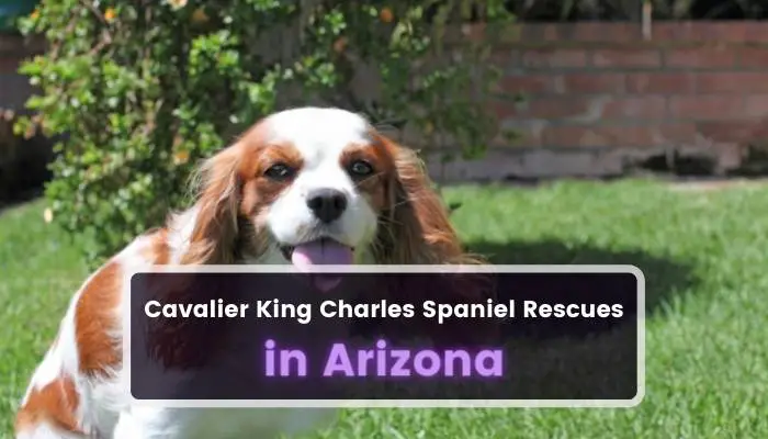 Cavalier King Charles Spaniel Rescues in Arizona AZ