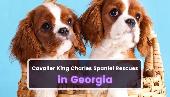 Cavalier King Charles Spaniel Rescues in Georgia GA