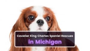 cavalier king charles spaniel rescue michigan