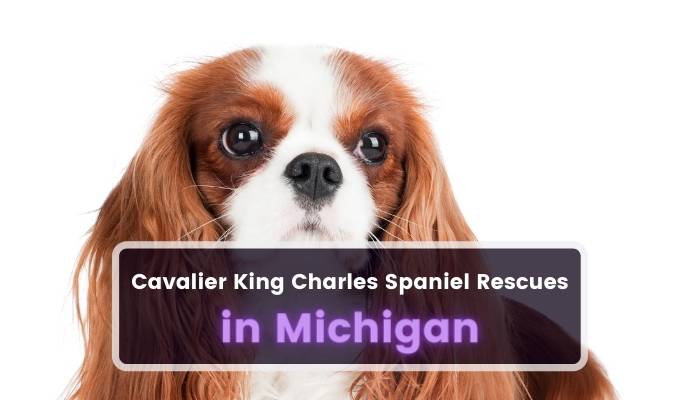 Cavalier King Charles Spaniel Rescues in Michigan MI