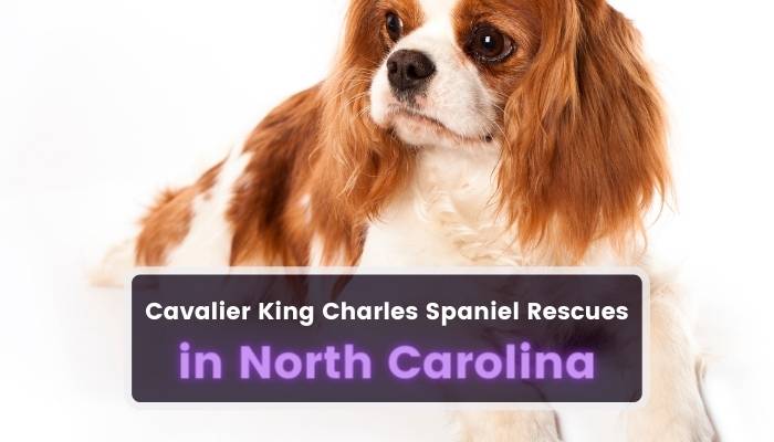 Cavalier King Charles Spaniel Rescues in North Carolina NC