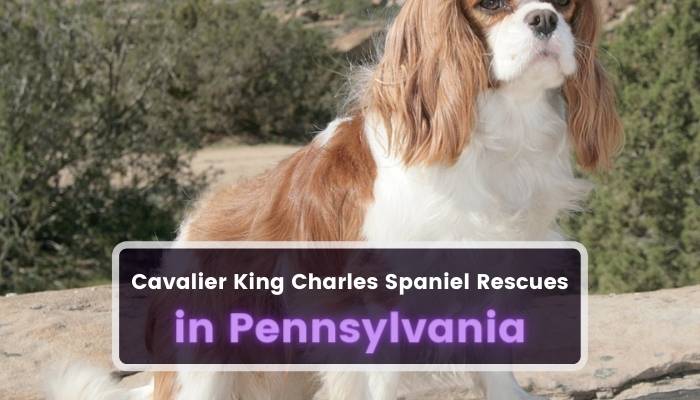 Cavalier King Charles Spaniel Rescues in Pennsylvania PA