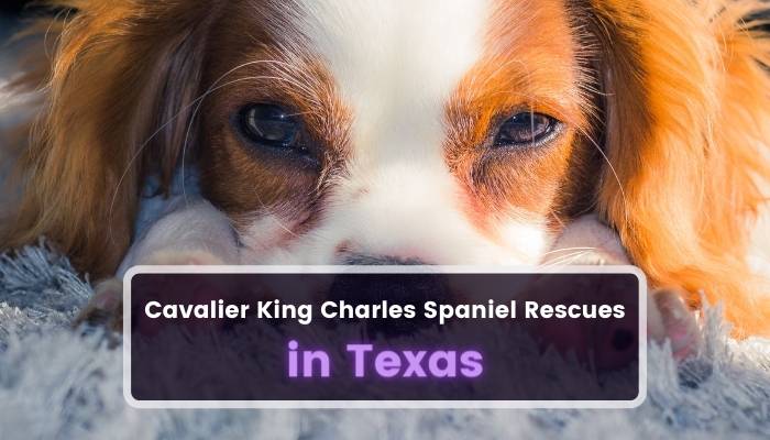 Cavalier King Charles Spaniel Rescues in Texas TX