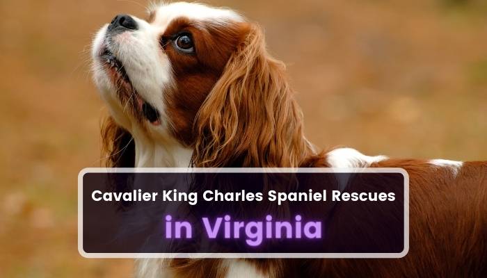 Cavalier King Charles Spaniel Rescues in Virginia VA