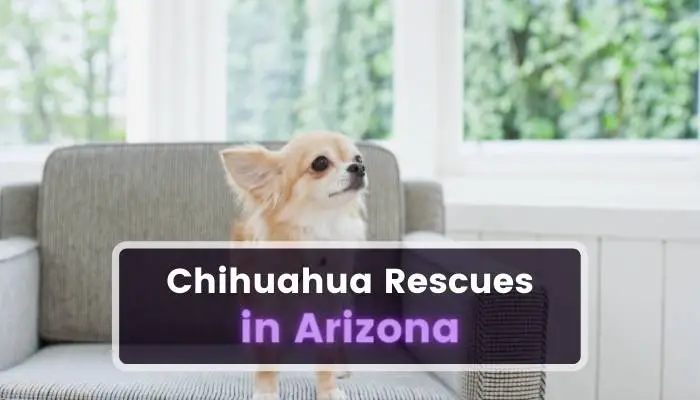 Chihuahua Rescues in Arizona AZ