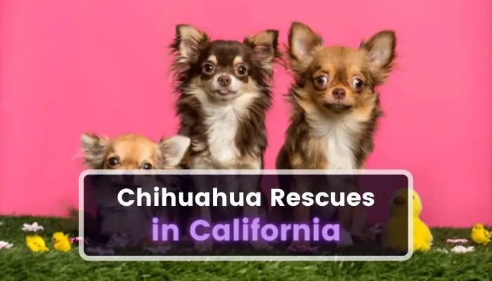 Chihuahua Rescues in California CA