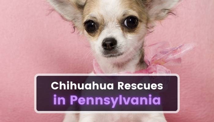 Chihuahua Rescues in Pennsylvania PA